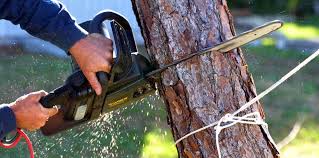 Best Tree Cabling and Bracing  in Northfield, NJ