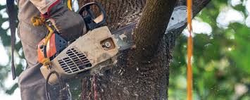 Best Palm Tree Trimming  in Northfield, NJ