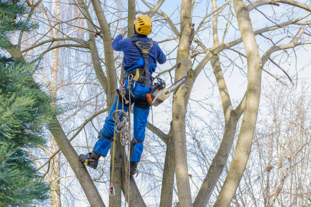Best Tree and Shrub Care  in Northfield, NJ
