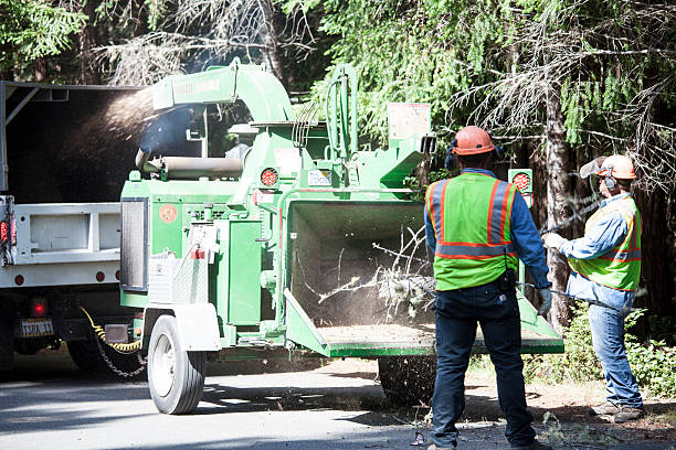 Best Tree Preservation Services  in Northfield, NJ